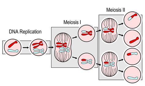 Meiosis Cytology Porn Sex Picture