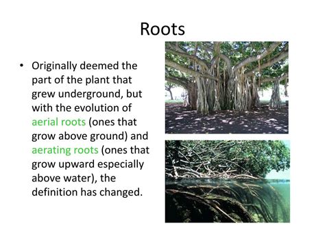 Ppt Roots Powerpoint Presentation Free Download Id2955443