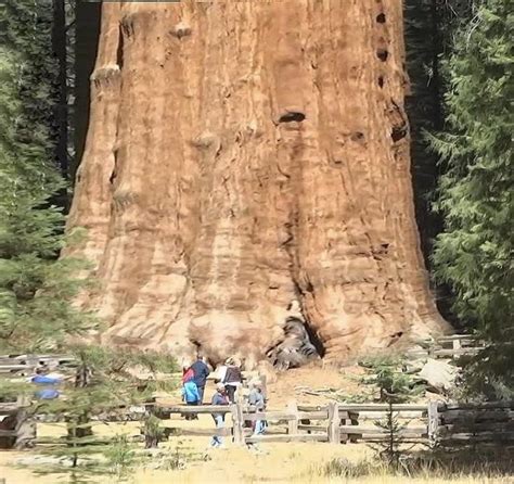 People Are Standing In Front Of A Giant Tree