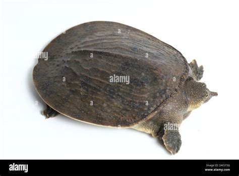 Common Softshell Turtle Or Asiatic Softshell Turtle Amyda Cartilaginea Isolated On White