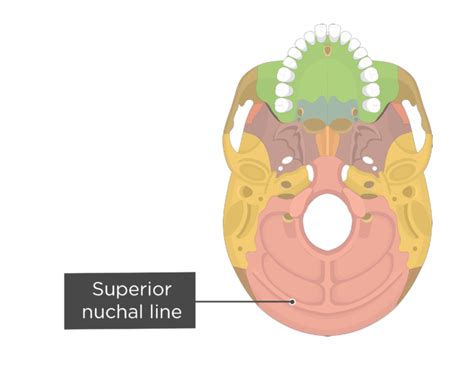 Superior Nuchal Line Of Occipital Bone