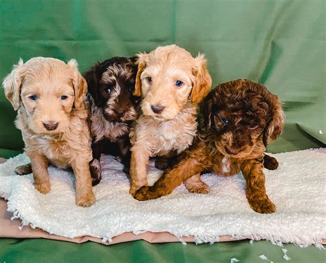 Goldi (golden retriever) samson red. Check out our available puppies in 2020 | Goldendoodle ...
