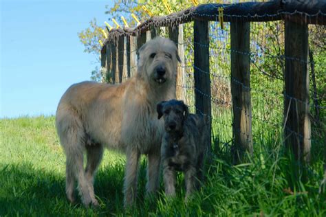 Laloba Ranch Irish Wolfhounds Irish Wolfhound Puppies For Sale In