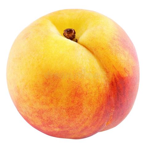 Single Apricot Fruit Isolated On White Stock Image Image Of Isolated