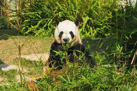 Macau Giant Panda Pavilion 2023 Ce Quil Faut Savoir Pour Votre