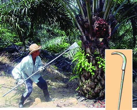 3 Harvesting Poles For Oil Palm Download Scientific Diagram