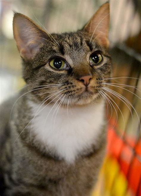 Young Tabby Needs A Home