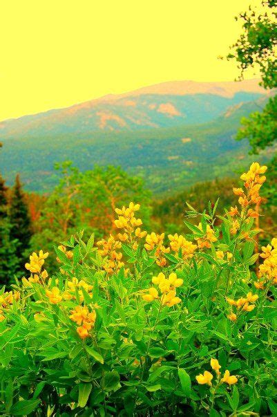 Yellow Flower Meadow Mountain Beautiful Nature Pictures Yellow