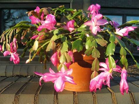 What can cause a christmas cactus to drop blooms before they open? Cactus navideño - consejos para la siembra y cuidados ...
