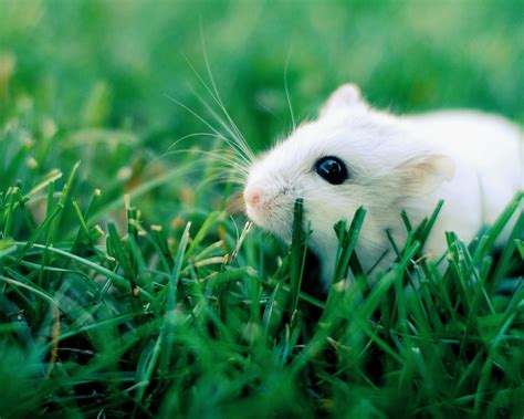 Hamster Im Gras