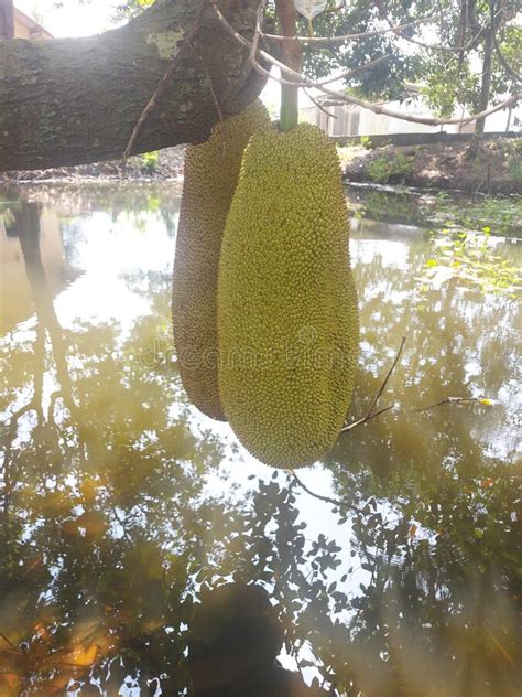 2 Large Jackfruit Hanging Over The Lake Is Very Delicious When Eaten