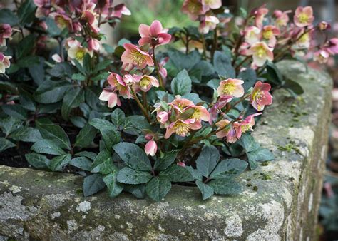 How To Plant Grow And Care For Hellebores Sarah Raven
