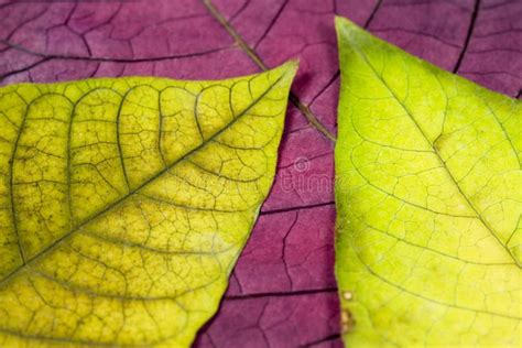 Green And Yellow Leafs Stock Image Image Of Pattern Leaf 1822461