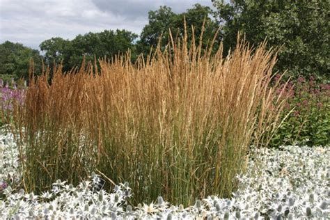 Calamagrostis × Acutiflora Karl Foerster Feather Reed Grass