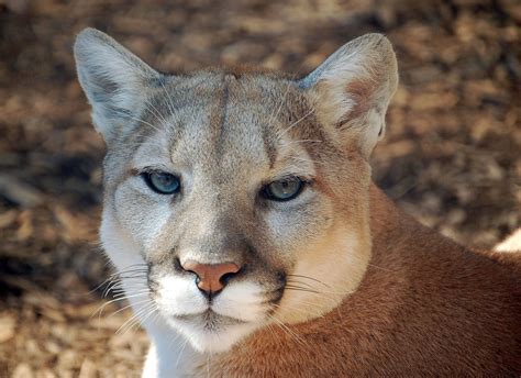 Cougar Art G Flickr