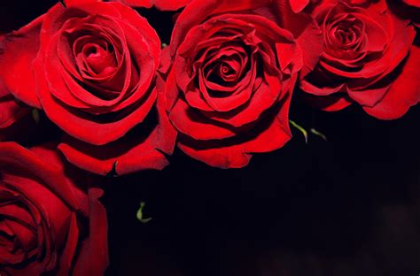 Free Download Red Roses On Black Backgrounds 4590x3030 For Your