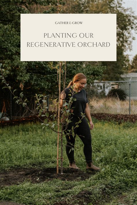 Planting Our Regenerative Orchard Gather And Grow