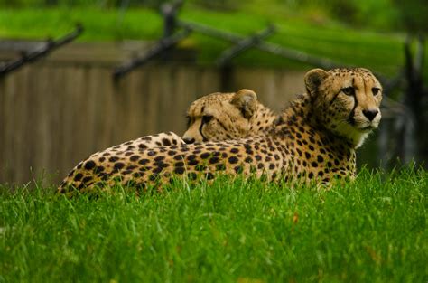 Smithsonian National Zoo Cheetahs 3728 Dweible1109 Flickr