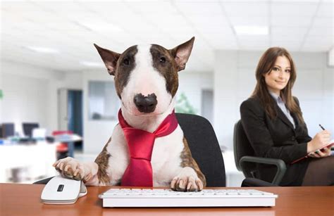 7 Tips For A Successful Take Your Dog To Work Day The Dogington Post