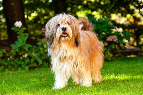 Top 48 Image Long Haired Dog Breeds Vn
