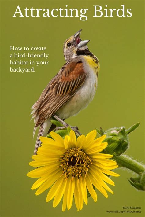 Here's how to make it happen. Create a Bird-friendly Habitat - National Wildlife ...