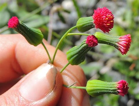 Florida Tassel Flower Used Medicinally To Treat High Blood