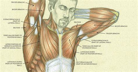 Shoulder Anatomy Diagram Muscles Of The Shoulder Shoulder Muscles