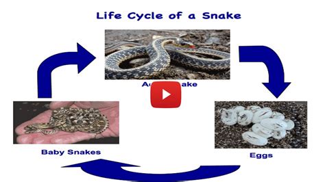 Three Stages In The Life Cycle Of A Snake Mzilikazi