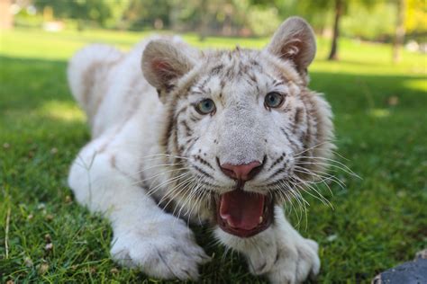 White Tiger Diet