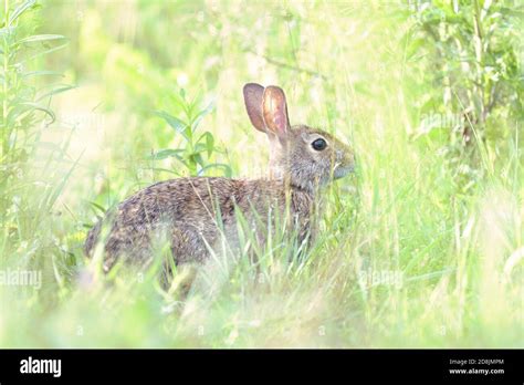 Eastern Cottontail Rabbit Sylvilagus Floridanus Stock Photo Alamy