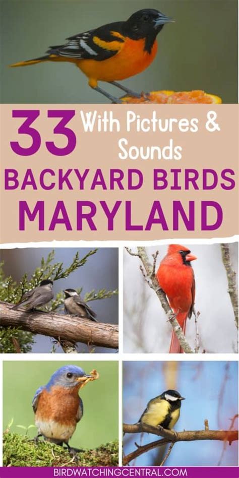33 Backyard Birds In Maryland Birdwatching Central