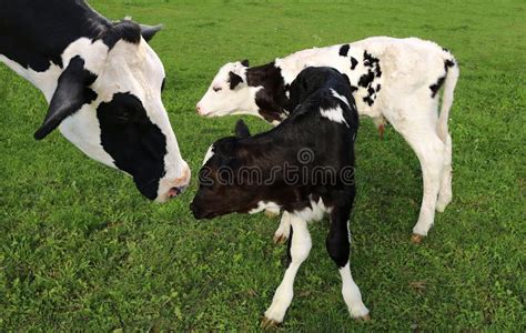 De Koe En Het Kalf Van Moederholstein Enkel Geboren In Het Gras Stock