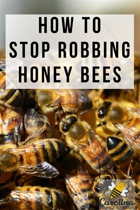 Honey Bee Robbing Why It Happens And How To Stop It Beekeeping Tips