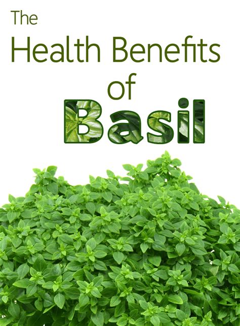 Health Benefits Of Basil Kami Mcbride