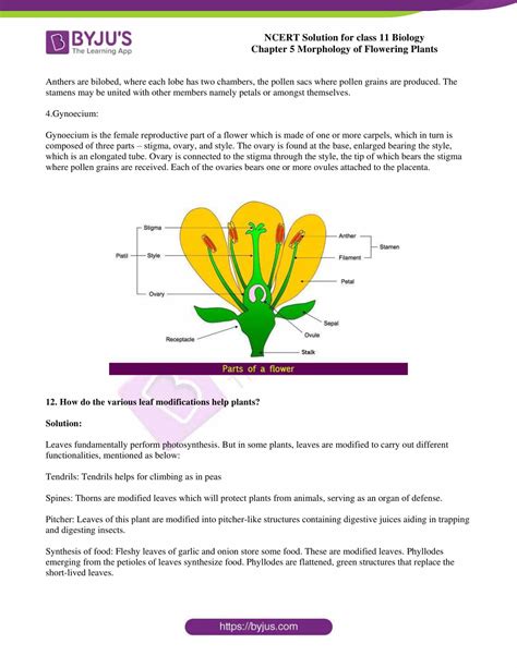 Ncert Solutions Class 11 Chapter 5 Morphology Of Flowering Plants