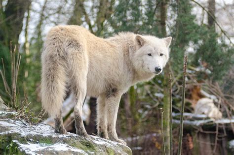 5 Wolf Colors What Colors Can Wolves Be Fauna Facts