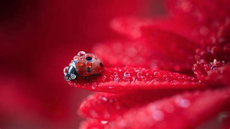 Wallpaper Flowers Nature Red Insect Pollen Ladybugs Dew Flower