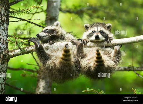 Two Baby Common Raccoons Procyon Lotor Precariously Grasping A Branch