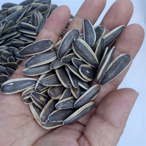 Big Striped Sunflower Seeds With Black Color Buy Sunflower Seeds
