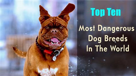 Top Ten Most Dangerous Dog Breeds In The World Youtube