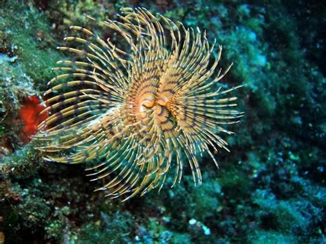 Raggiungi subito ustica con liberty lines. Guide touristique de Ustica | Toutes les curiosités de ...