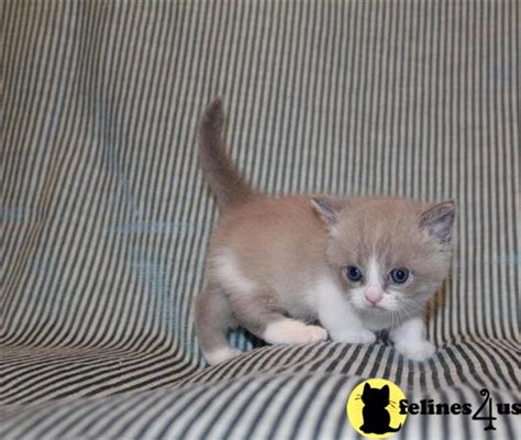 Munchkin Kitten For Sale Cute Beautiful Pedigree Munchkin Kitten 5 Yrs