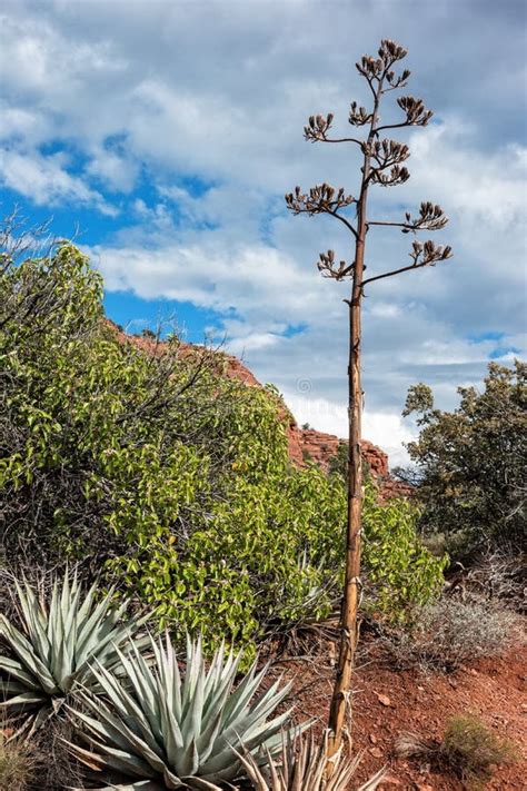 Native Plants Sedona Arizona Stock Image Image Of Mesa