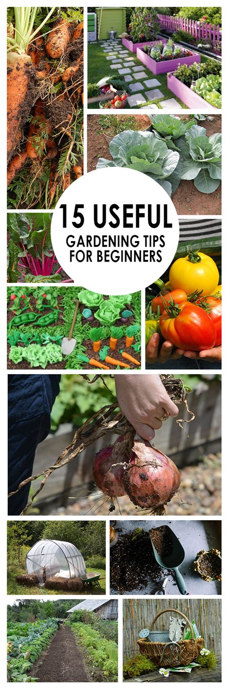 15 Useful Gardening Tips For Beginners ~ Bees And Roses