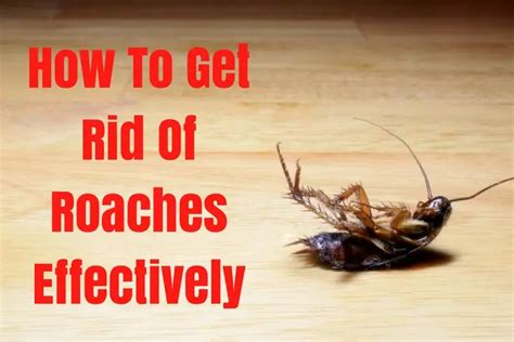 How To Get Rid Of Roaches Effectively 17 Natural Remedies Wellnessguide