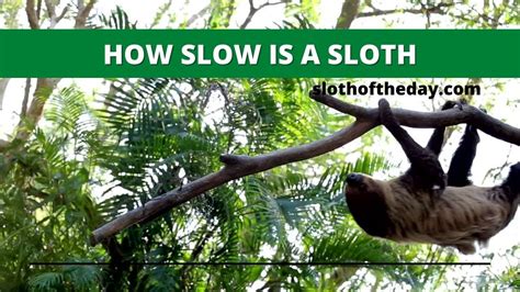 Why Are Sloths Slow Why Do Sloths Move So Slow Sloth Of The Day
