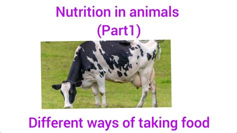 Class 7 Science Chapter 2 Nutrition In Animals🐂🐃 Part 1 Youtube