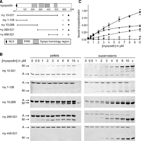 Myopodin Constructs Used And Actin Co Sedimentation Assays A Download Scientific Diagram