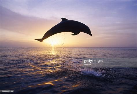 Silhouettes Of Bottle Nosed Dolphin Jumping From Sea At Sunset High Res