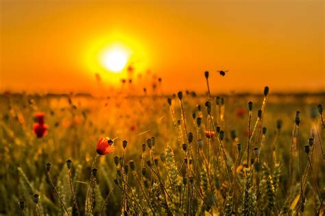 Flowers Plants Landscape Sun 1080p Wallpaper Hdwallpaper